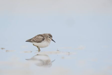 A Least Sandpiper stands in shallow wet sand with its reflection in soft light with a smooth light blue background.の写真素材