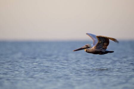 A Brown Pelican flies low over the water in the very early morning sunlight.の写真素材