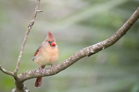 A female Northern Cardinal perched on a brown branch with a smooth green background in soft overcast...