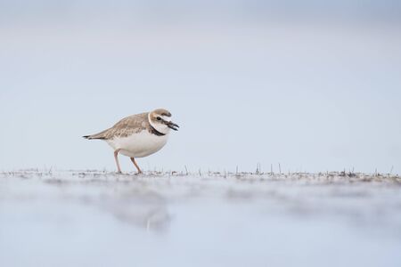 A Wilson's Plover stands on a small area of wet sand with its reflection in soft light with a smooth light blue background.の写真素材