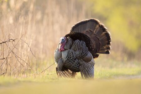 A male Wild Turkey puffs out its feathers and fans its tail as it displays in the early morning sunlight.の写真素材