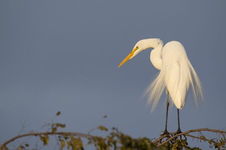 A large white Great Egret perched on top of a tree with a dark blue background in golden evening...
