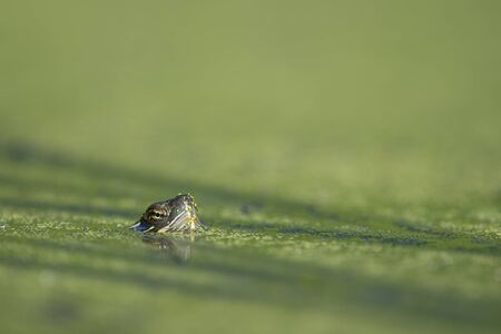 A turtle sticks its head and eyes out of the water to see what is around in a green duckweed covered pondの写真素材