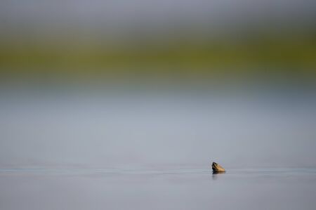 A tiny Diamond Back Terrapin sticks its head out of the calm water in the morning sunlight with a smooth green and blue background.の写真素材