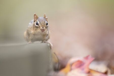 A small and cute Chipmunk sits on a wooden walkway in the forest.の写真素材