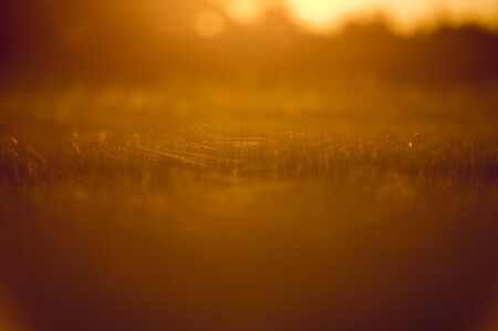 A wide open marsh glows in the morning sunlight with spider webs in the grasses.