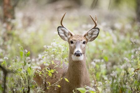 A Whitetail Deer buck with antlers stands in the forest in soft overcast light with green foliage.