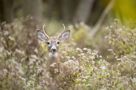 A Whitetail Deer buck with antlers stands in the forest in soft overcast light with green foliage.の写真素材