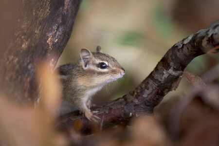 A small and cute Chipmunk in the forest in soft light in the autumn.