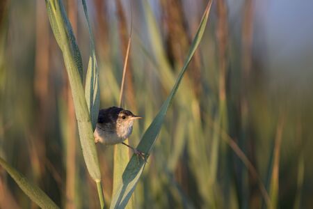 A tiny and cute Marsh Wren perched in the marsh grasses in the early morning sunlight.の写真素材