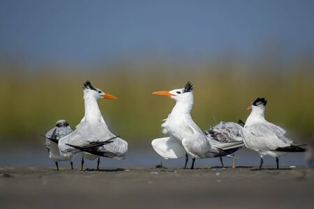 A group of Royal Terns stand in the marsh with a smooth green and blue background in the bright...