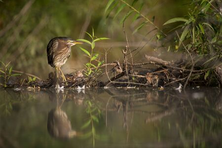 A Green Heron perched near the edge of water stalks for food in the bright sunlight with green...