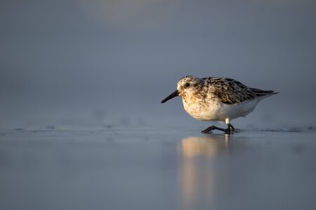 A Sanderling walks in the shallow surf in the early morning sunlight with its reflection in the...
