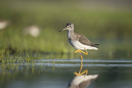 A Greater Yellowlegs walks in shallow water and bright green grass in the early morning sunlight.の写真素材