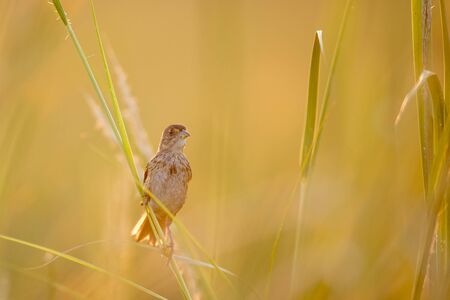 A Seaside Sparrow perched in the marsh grasses glows in the golden sunlight.の写真素材