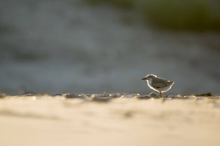 A young American Oystercatcher chick stands on a sandy beach glowing in the morning sunlight.の写真素材