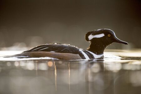 A close-up photo of a male Hooded Merganser duck swimming in the water in the soft morning sunlight.