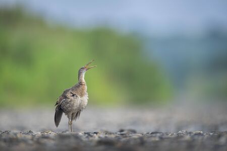 A goofy Clapper Rail walked out of the marsh onto the open road and opened its beak up in the air...