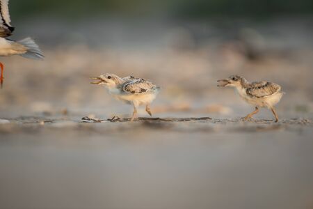 A Black Skimmer chick on the sandy beach in the early morning sunlight.の写真素材