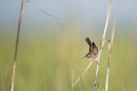 A tiny and cute Marsh Wren perched in the marsh grasses in the early morning sunlight with a smooth...