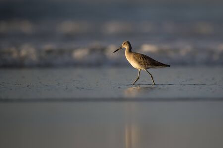 A Willet wades in the shallow water along the surf line at a sandy beach in the golden morning sunlight.の写真素材