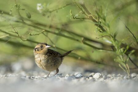 A Saltmarsh Sparrow on the ground with bright green grasses over its head in the bright sunlight.の写真素材