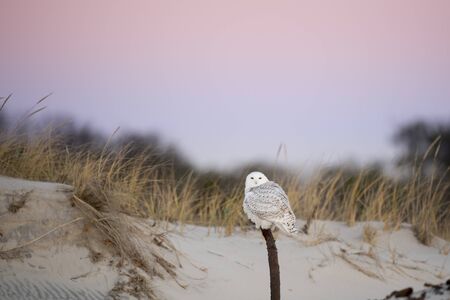 A Snowy Owl perched in the sand dunes of a beach in soft dawn light with pink and purple pastel colors in the sky.の写真素材