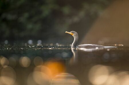 A Double-crested Cormorant swims in the water as it glows in the soft sunlight with its reflection in the water.の写真素材