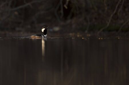 A male Hooded Merganser swims in the water in the bright morning sunlight with a dark black background in shade.の写真素材