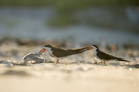 A Black Skimmer feeds its young chick a small fish while standing on a sandy beach glowing in the...