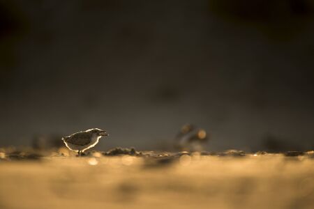 A young Black Skimmer Chick stands on the sandy beach as it glows in the early morning orange...
