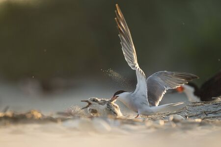 An adult Common Tern attacks a Black Skimmer chick as it tries to run away on a sandy beach in the glowing sun.の写真素材