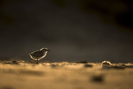 A young Black Skimmer Chick stands on the sandy beach as it glows in the early morning orange sunlight.の写真素材