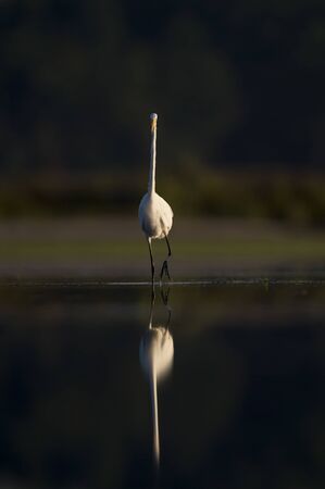 A large white Great Egret wades in the shallow water with its reflection showing in the early morning sunlight with a dark dramatic background.の写真素材