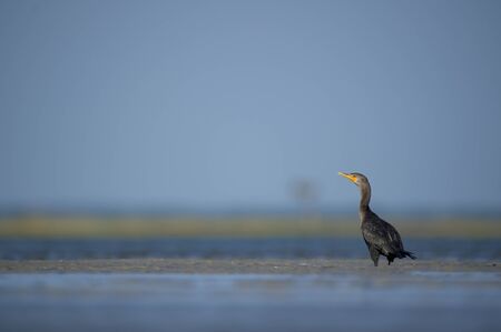 A Double-crested Cormorant stands in shallow water and sand in a wide open marsh with a smooth background.の写真素材