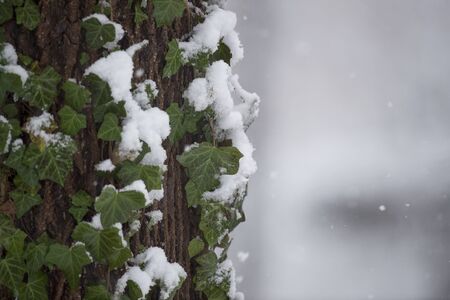 A large tree trunk with green leaves and vines growing on it coverd in snow.の写真素材