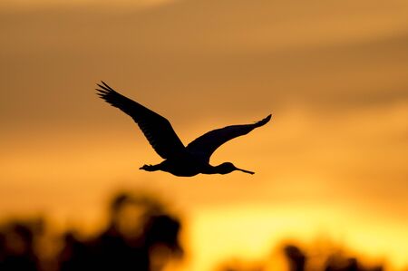 A Roseate Spoonbill silhouette as it flies in front of an orange sunset sky .の写真素材