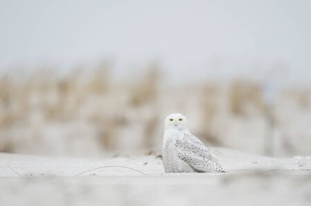 A Snowy Owl sitting on the sandy beach with brown dune grass on an overcast cold winter day.の写真素材