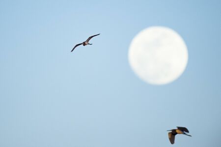 A pair of Tricolored Herons fly in front of the moon at the end of the day with a light blue sky.の写真素材