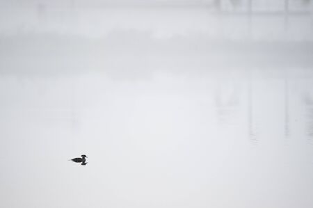 Hooded Merganser floating in calm water on a foggy morning at sunrise.の写真素材