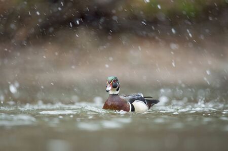 A male Wood Duck swims in the water on a light snowing day in soft overcast light.の写真素材
