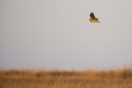 A Short-eared Owl flies over a field of brown grasses glowing in the golden sunlight at sunset.