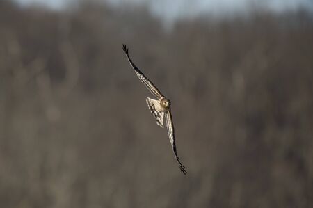 A Northern Harrier flies over an open field with a tree background in the winter on a bright sunny day.の写真素材