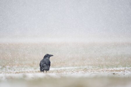 A Common Raven sitting on the ground in an open field on a cold snowy day.の写真素材