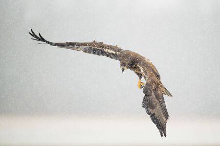 A juvenile Bald Eagle flies over an open field in the falling snow on a cold winter day.の写真素材