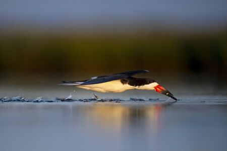 A Black Skimmer catching small minnows as it flies low over the water in the golden morning sunlight.の写真素材