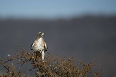 A Red-tailed Hawk perched in a pine tree in the bright sun with a smooth background.の写真素材