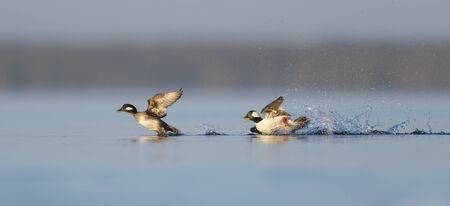 Male Bufflehead chasing a female splashing in the bright blue water on a sunny day.の写真素材