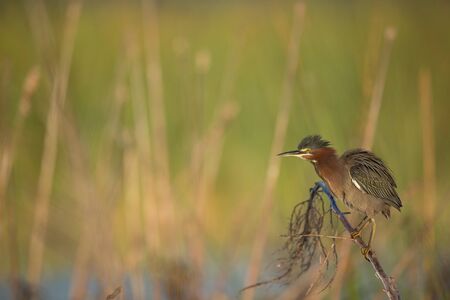 A Green Heron perched on a branch with a smooth green background in the bright morning sunlight.の写真素材