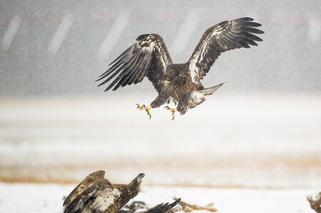 A juvenile Bald Eagles flies in with its talons out to attack other eagles in the snow on a winter...